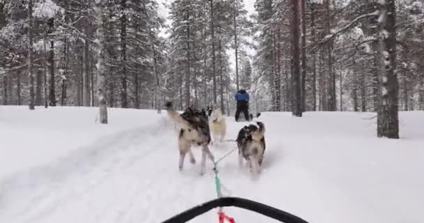 Экскурсия Собачьих Упряжках Заснеженным Зимним Фортам Северной Финляндии Вид Первого — стоковое видео