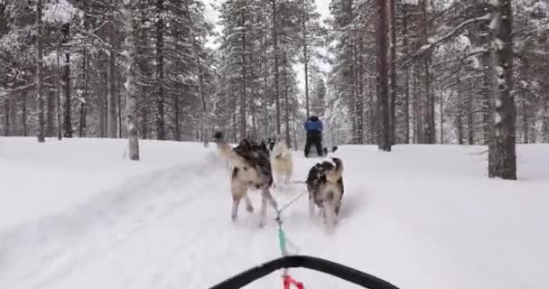 Visita Guidata Slitta Cane Nelle Foreste Invernali Innevate Della Finlandia — Video Stock