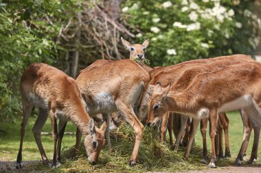 Antilop sürüsü besleniyor.