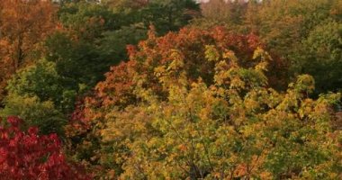 Ağaçların arasında yüksek sonbahar ağaçları, tepe örtüsü seviyesinde yürüyüş