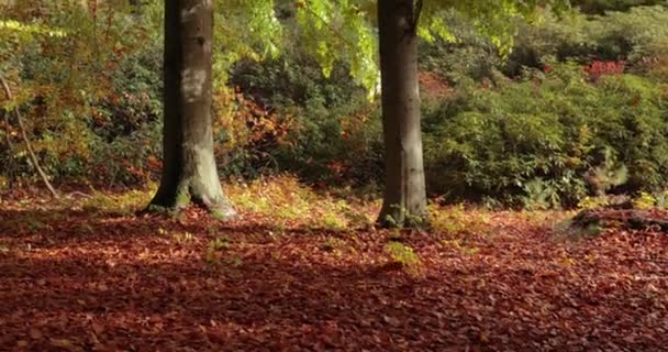 Kleurrijke Herfstbladeren Die Van Bomen Vallen — Stockvideo