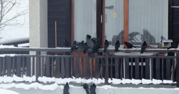 Krähen Strömen Auf Verschneiten Winterbalkon Sie Nahrung Finden — Stockvideo
