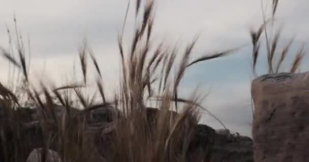 Travní Čepele Větru Pohybují Nad Kameny Staré Zříceniny Hradu — Stock video