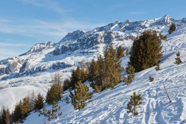Karlı çam ağaçları Alplerdeki kış dağları manzarasında