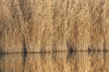 Lakeside manzara ayrıntıları durgun suda sazlığı yansıttı