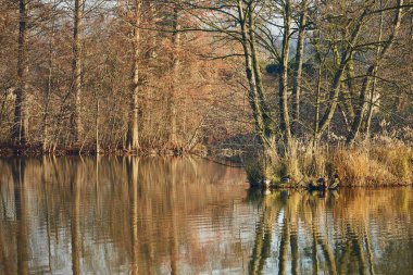 Ağaçlar ve bitkilerle sakin göl yüzeyi