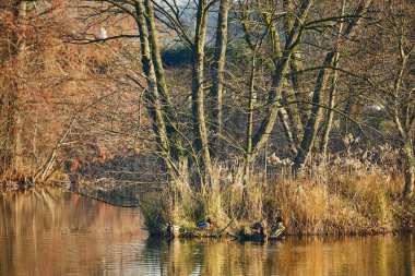 Ağaçlar ve bitkilerle sakin göl yüzeyi