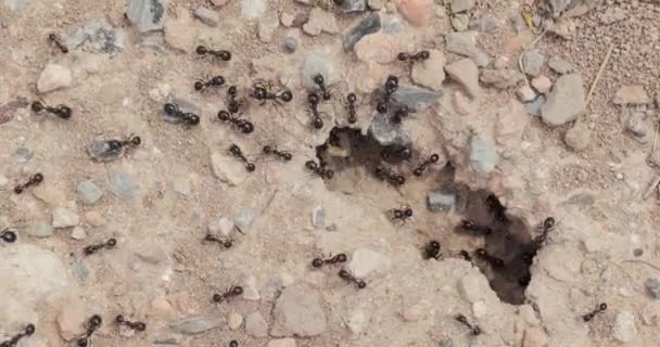 Semut Merangkak Sarang Bangunan Tanah — Stok Video