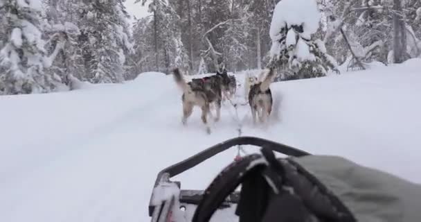 Giro Slitta Cani Attraverso Foreste Invernali Innevate Della Finlandia Settentrionale — Video Stock