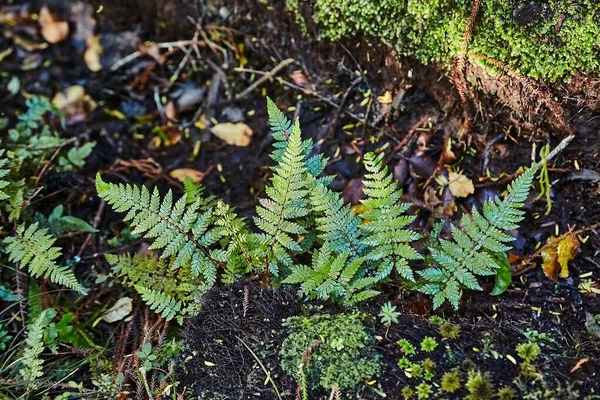 Fern closeup small emerging plants on rainforest ground, nutrient rich soil