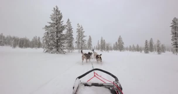 Paseo Trineo Para Perros Por Los Bosques Nevados Del Norte — Vídeo de stock