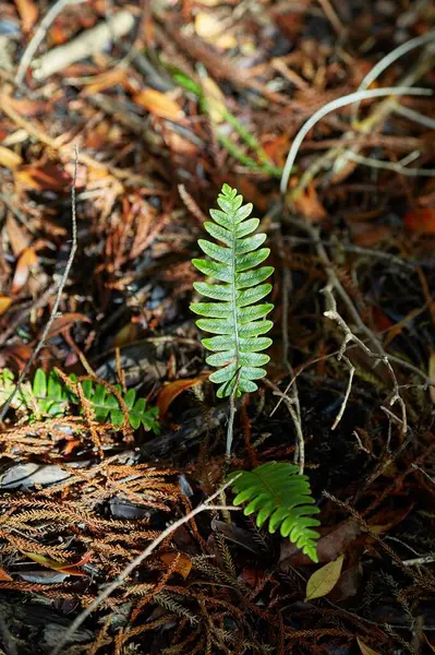 Fern closeup small emerging plants on rainforest ground, nutrient rich soil