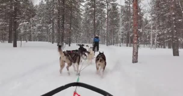北フィンランドの雪の多い冬の森でのドッグソリガイドツアー ラップランドで最初の人Povビュー — ストック動画