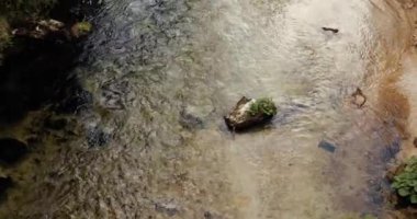 Avusturya 'da Schwarza Nehri bir dağ vadisinde akıyor.