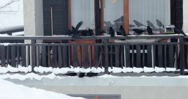 乌鸦成群结队地奔向雪蒙蒙的冬季阳台 在那里它们找到了食物 — 图库视频影像