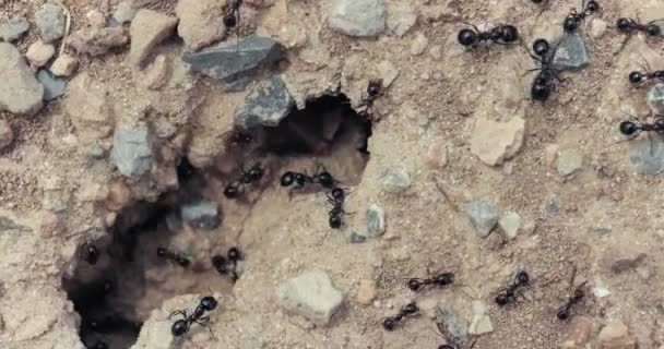 Hormigas Gateando Nido Construcción Suelo — Vídeos de Stock
