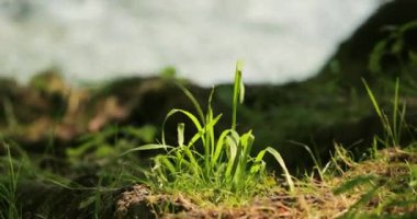 Rüzgarda hareket eden bir parça çimen ve arka planda akan bir dağ akıntısı, 4k 60 fps görüntü