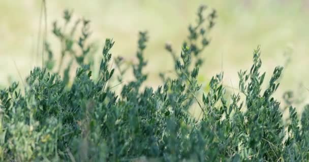 Łąka Zielonymi Roślinami Trawą Dzikimi Kwiatami Słońcu Wietrze Powolny Ruch — Wideo stockowe