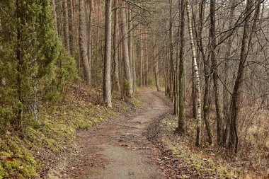 Uzun çam ağaçlı orman patikası