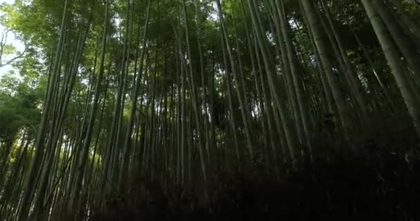 Hutan Bambu Kyoto Jepang Berjalan Dan Berbalik Antara Tanaman Tinggi — Stok Video