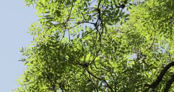 Zelené Listy Stromů Letním Větru Modrá Obloha Větve Pohybující Větrem — Stock video