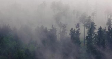 Dağ ağacı ormanlarını kaplayan sis bulutların hareket ettiği sisli manzara, dramatik kasvetli manzara.