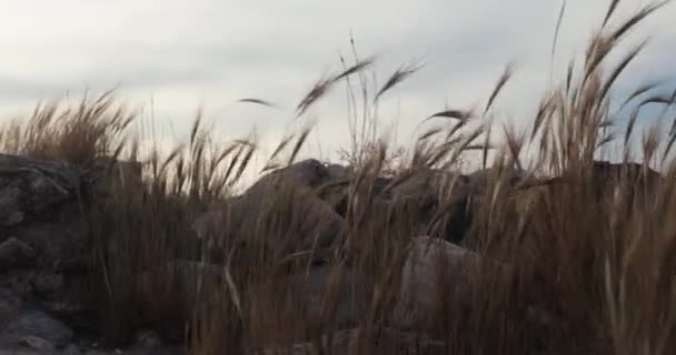 干枯的草叶在古老城堡的石头上迎风飘扬 — 图库视频影像