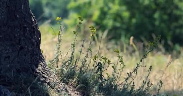 Herbe Haute Prairie Fleurs Sauvages Soleil Vent Détendre Près Arbre — Video