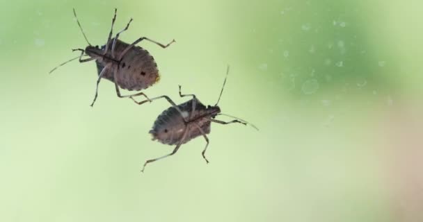 Stinkende Insecten Een Glasoppervlak Kruipen Ruiten — Stockvideo