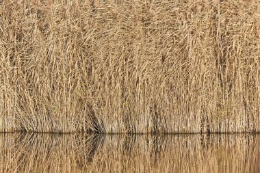 Lakeside manzara ayrıntıları durgun suda sazlığı yansıttı