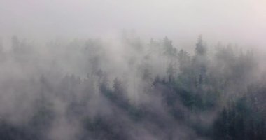 Dağ ağacı ormanlarını kaplayan sis bulutların hareket ettiği sisli manzara, dramatik kasvetli manzara.