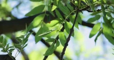 Yeşil ağaç yaprakları yaz rüzgarında, mavi gökyüzü, dallar esintiyle hareket ediyor 4k 60 fps