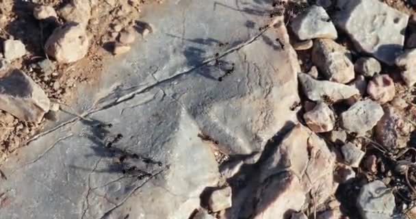 蚂蚁爬行建筑巢在地面 岩石地形 60Fps镜头 — 图库视频影像