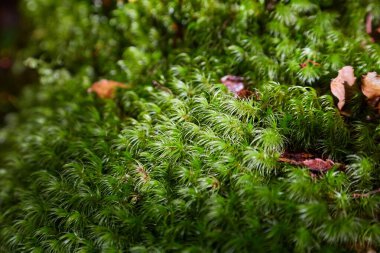 Yumuşak bir örtü oluşturan yosun.