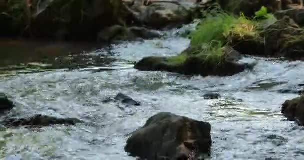 Mały Górski Potok Przyjemny Letni Słoneczny Dzień Przyrodzie Fps Materiał — Wideo stockowe