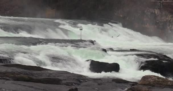 スイスのライン滝の滝 ヨーロッパで最も高い流量 シャフハウゼン 60Fpsの映像からのスローモーション — ストック動画