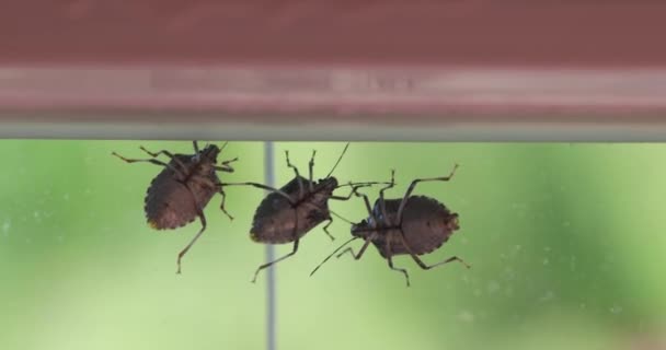 Stinkbugs Powierzchni Okna Szkło Czołga Się Szybie Okna — Wideo stockowe