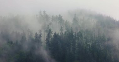 Çam ağaçlarının arasından geçen sis ve bulutlar, sisli manzaralar, dramatik kasvetli hava
