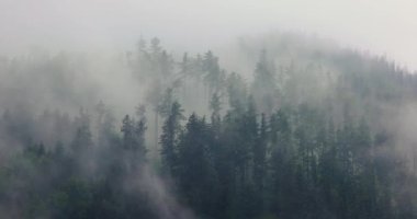 Çam ağaçlarının arasından geçen sis ve bulutlar, sisli manzaralar, dramatik kasvetli hava
