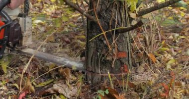 Ağaç kesmek, testere ile kesmek, arka bahçede çam ağacı