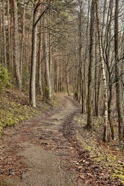 Sonbaharda yüksek çam ağaçları olan orman patikası