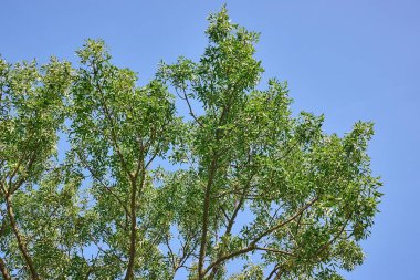 Parlak, güneşli, mavi arkaplanı olan bir ağacın yeşil yaprakları.
