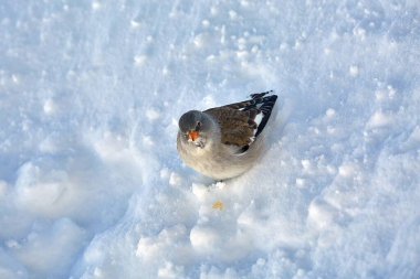 Small bird white-winged snowfinch looking for food on the snow, snowy winter mountains clipart