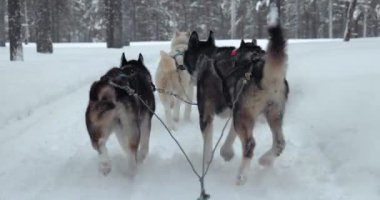 Kuzey Finlandiya 'nın karlı çam ormanlarında köpek kızağı gezisi. Birinci şahıs POV görüntüsü. 60 fps görüntüden yavaş çekim.