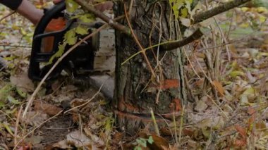 Ağaç kesmek, testere ile kesmek, arka bahçede çam ağacı