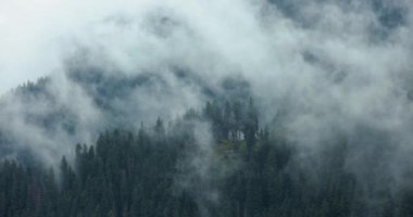 Dağ ladin ağacı ormanlarından geçen sis ve bulutlar, sisli manzara, kasvetli hava, 4k 60fps 'lik sinematik doğa görüntüleri.