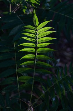 Baharda bir bitkinin yeşil yaprakları kısmen bir ormanın gölgesinde
