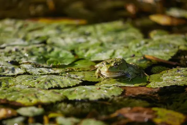 stock image Marsh frog on water plants, nature in a eet marshland