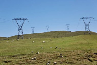 Yeni Zelanda kırsalında yüksek voltajlı elektrik hatları altında yeşil bir alanda otlayan koyunlar.