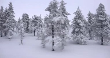Finlandiya 'ya seyahatte geçen karlı kuzey manzarası